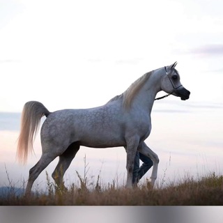 الخيل بعيوني 🕊..🎠 horse arabian  - AnyQuizi