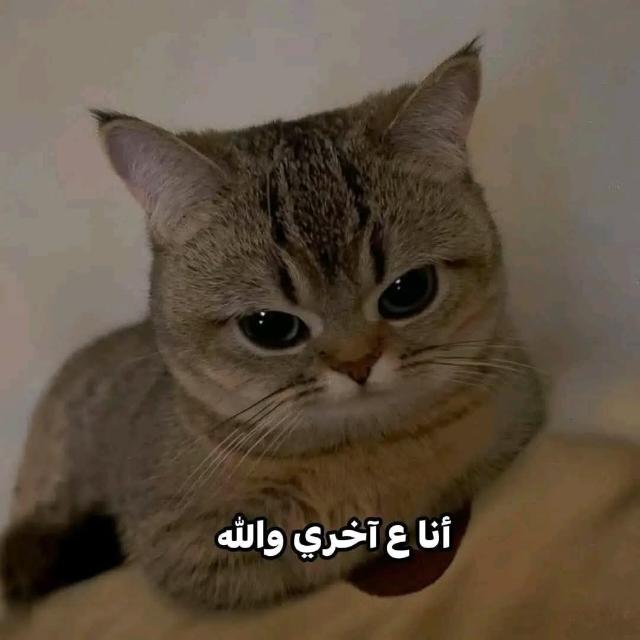 رغي لحد الصبح   - AnyQuizi