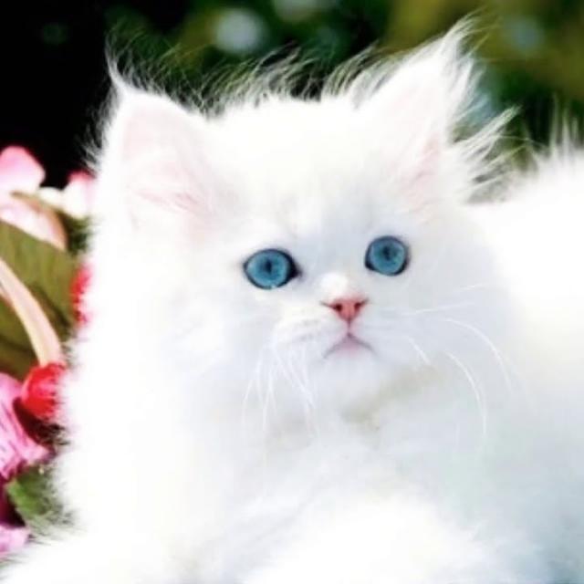 اصدقاء الليل Fox  - AnyQuizi