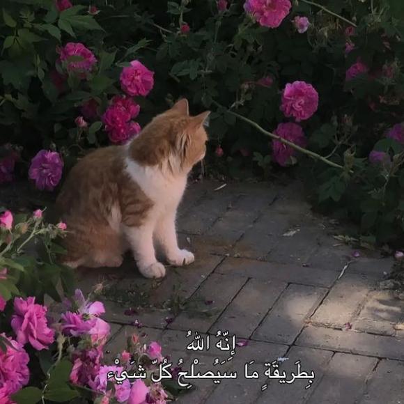 تذكير المسلمين  - AnyQuizi