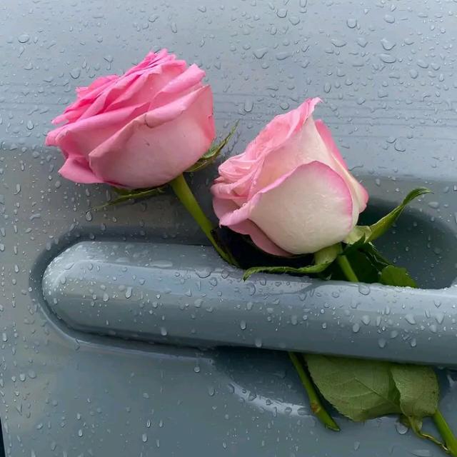 رضا احمد  - AnyQuizi